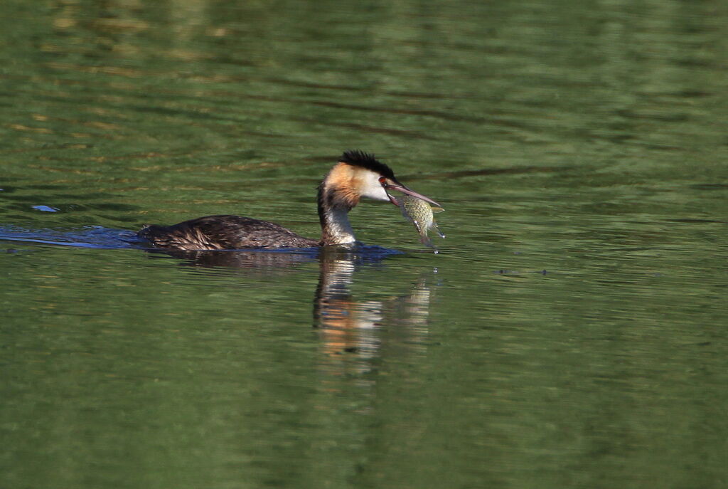 Great Crested Grebe