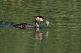 Great Crested Grebe