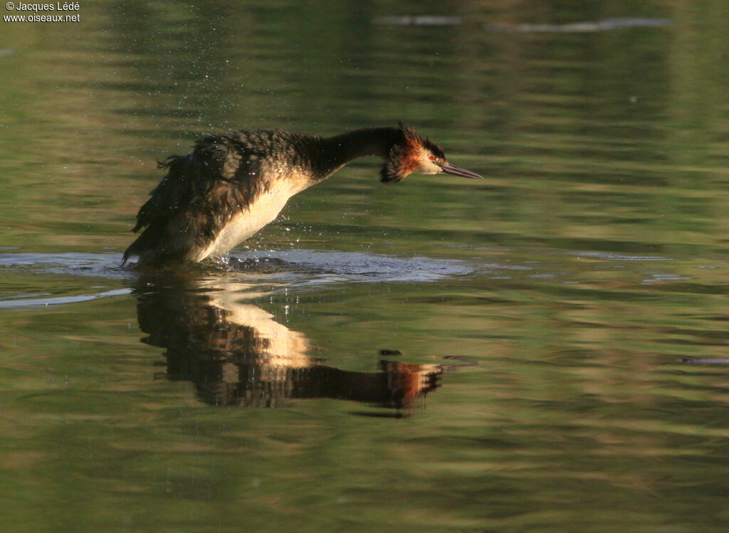 Great Crested Grebe