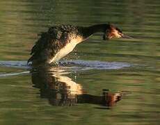 Great Crested Grebe