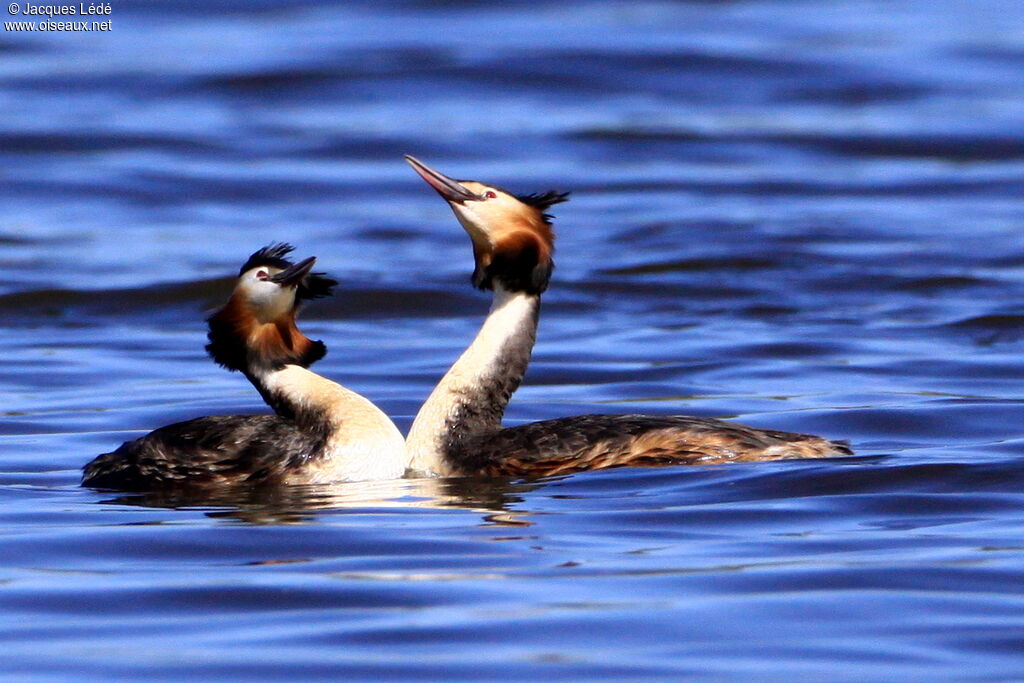 Great Crested Grebe