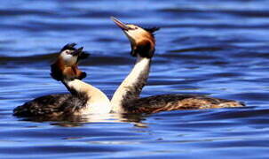 Great Crested Grebe