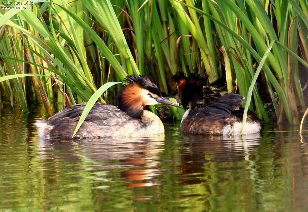 Great Crested Grebe