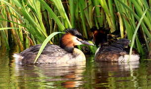 Great Crested Grebe