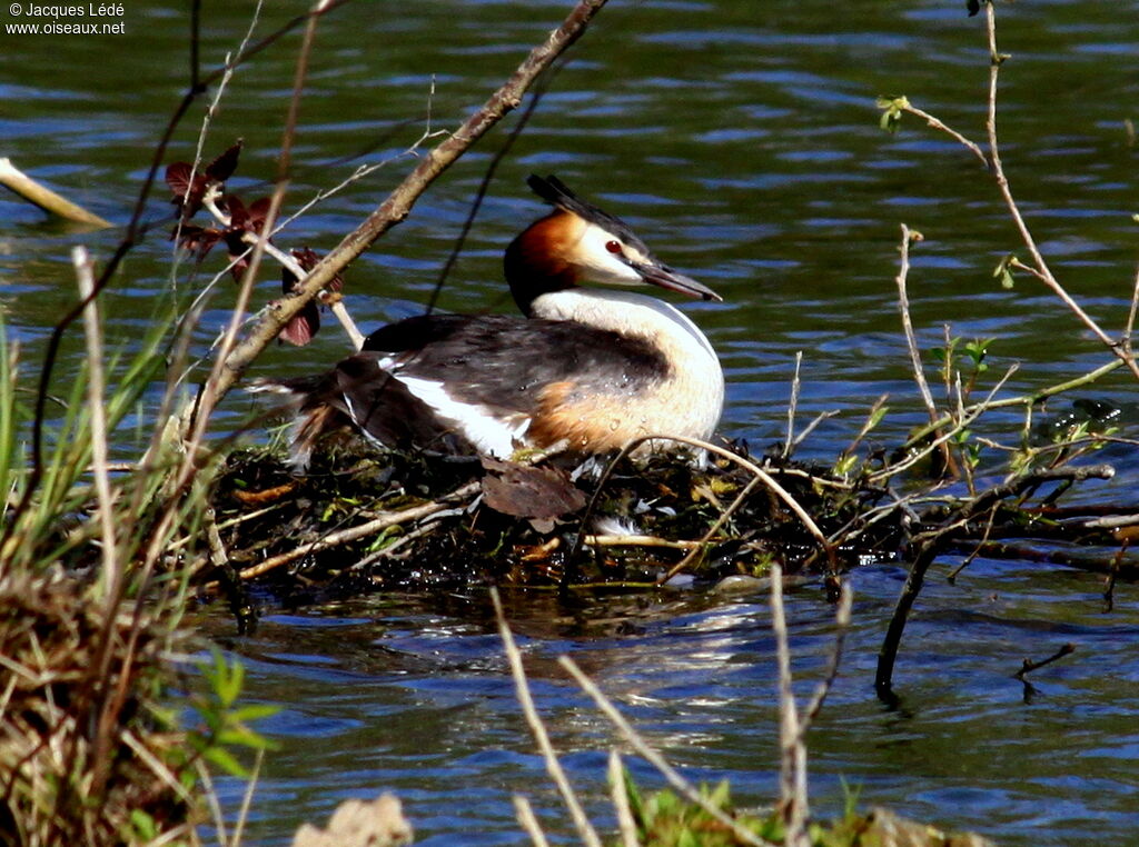 Great Crested Grebe