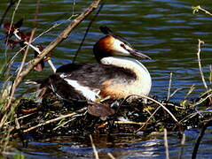 Great Crested Grebe