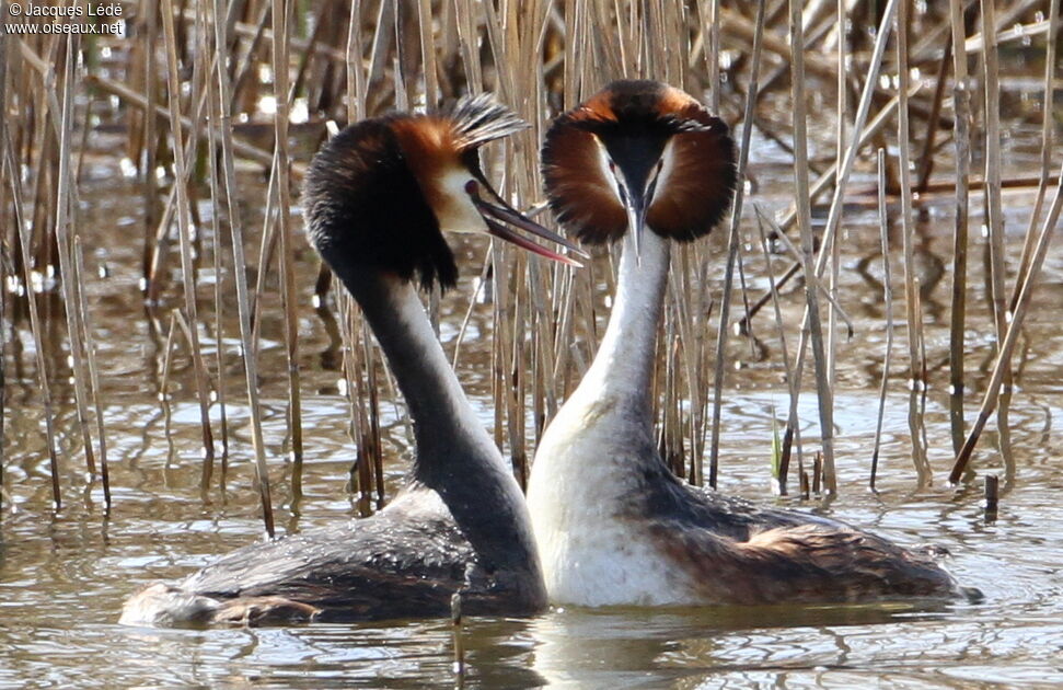 Great Crested Grebe