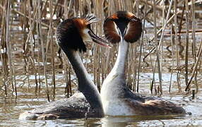 Great Crested Grebe