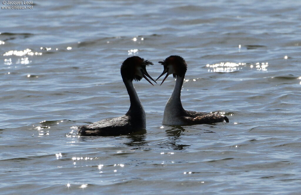 Great Crested Grebe