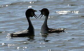 Great Crested Grebe