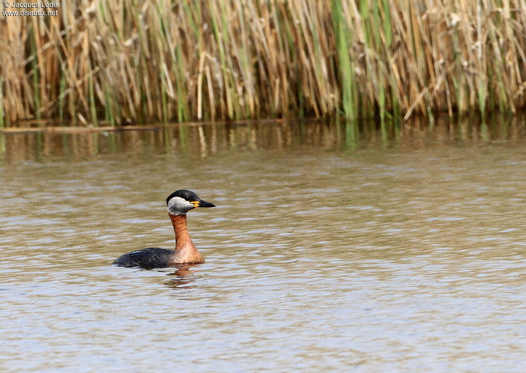 Red-necked Grebe