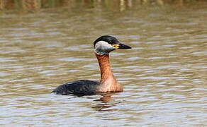 Red-necked Grebe