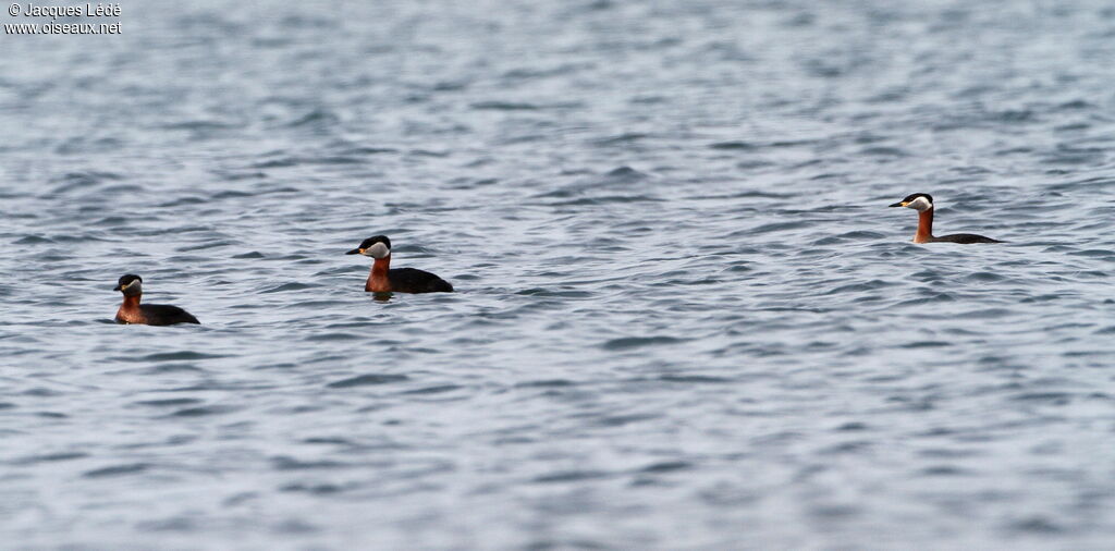 Red-necked Grebe