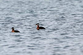 Red-necked Grebe