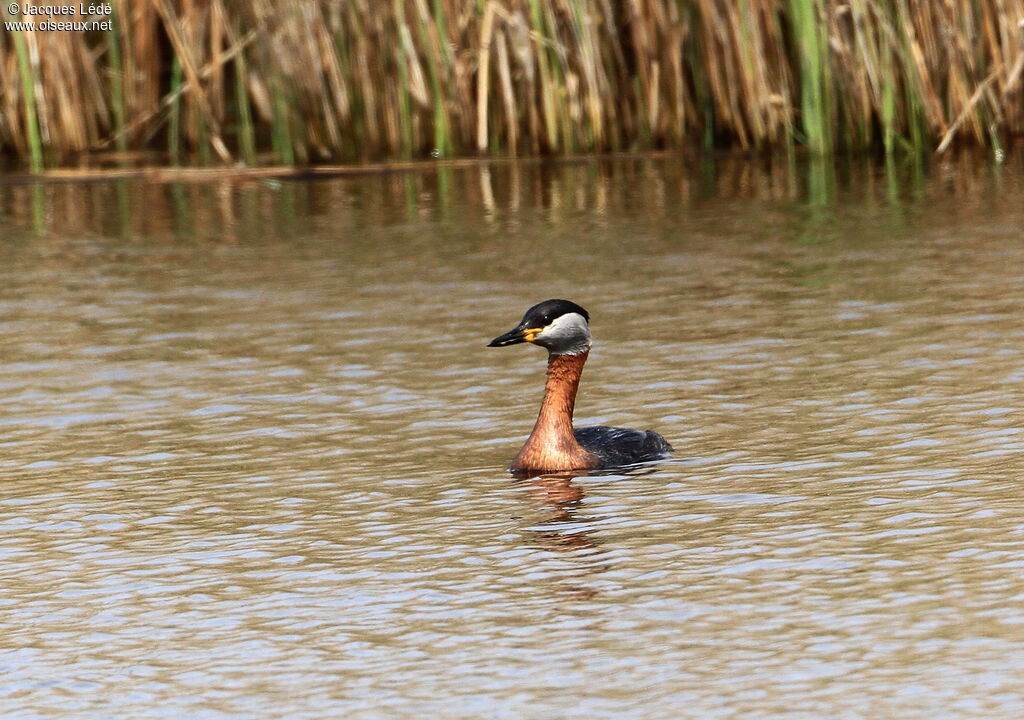 Red-necked Grebe