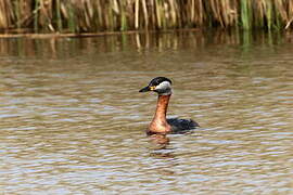 Red-necked Grebe