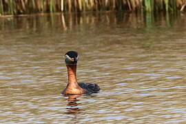 Red-necked Grebe