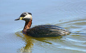 Red-necked Grebe