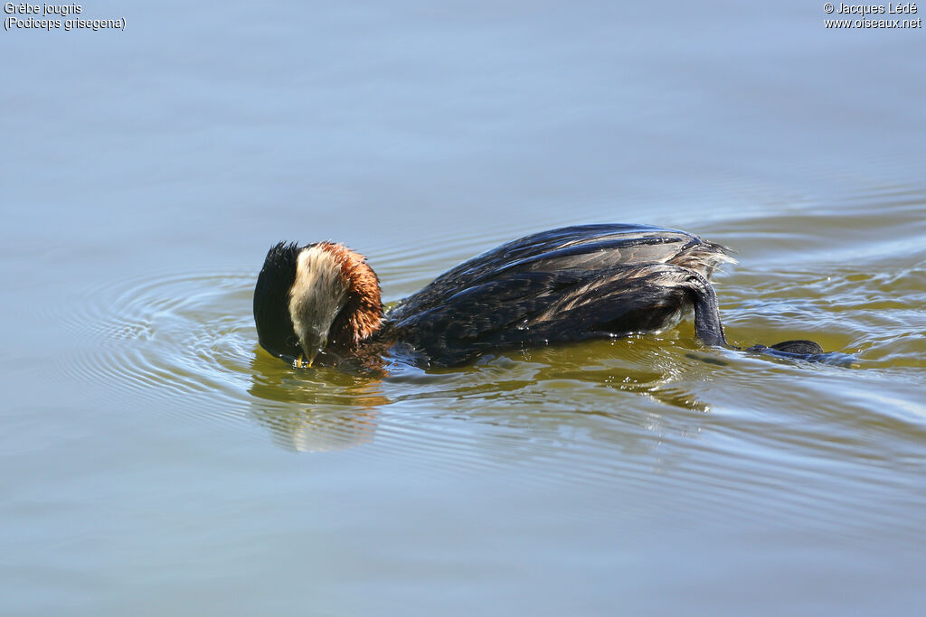 Red-necked Grebe