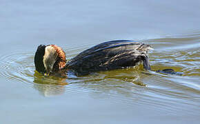 Red-necked Grebe