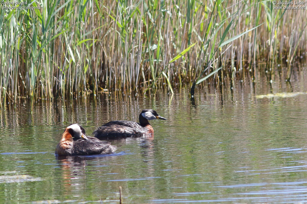 Red-necked Grebe