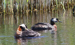 Red-necked Grebe