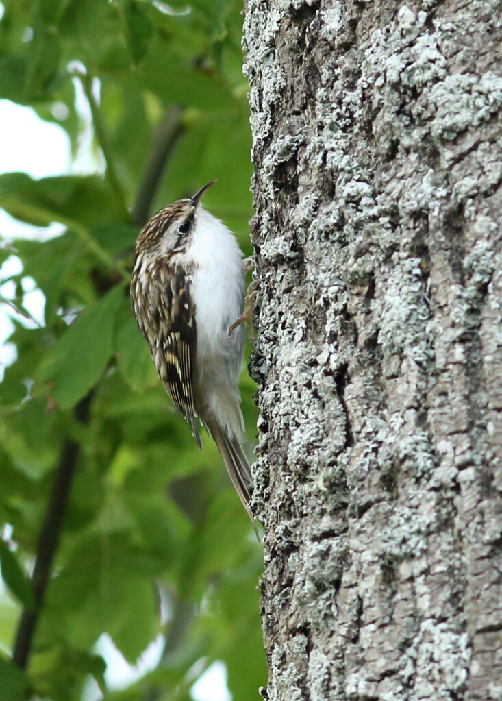 Eurasian Treecreeper