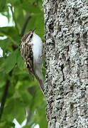 Eurasian Treecreeper