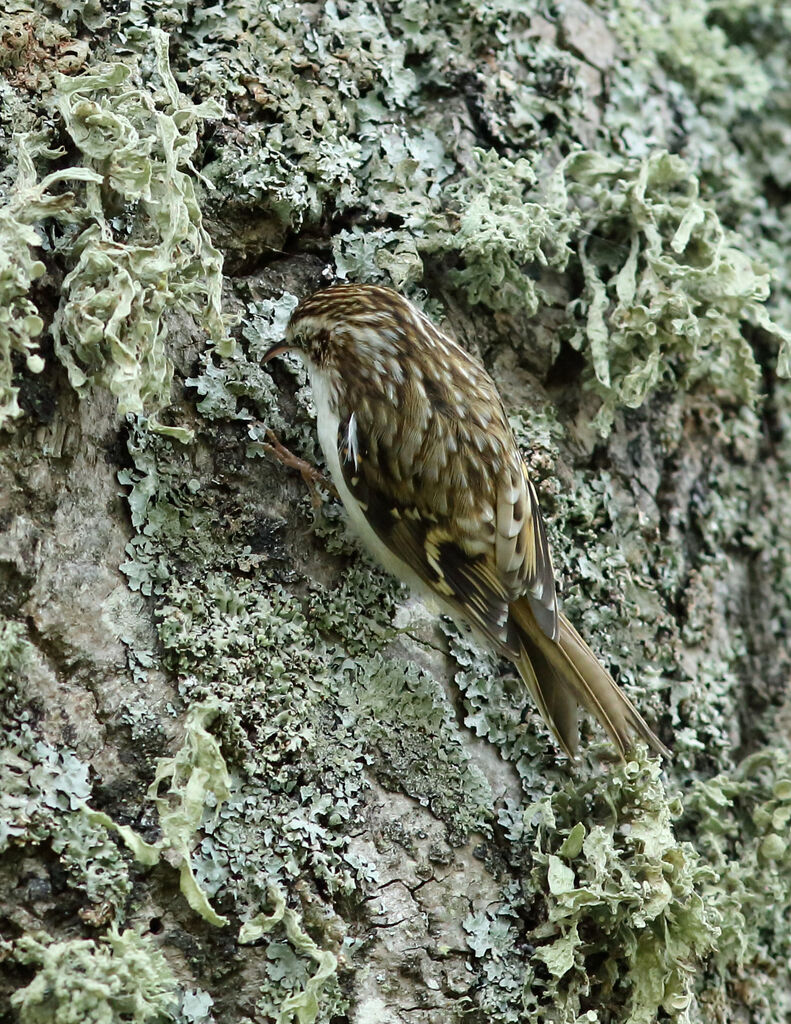 Grimpereau des bois