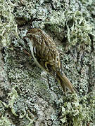 Eurasian Treecreeper