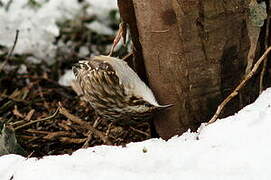 Short-toed Treecreeper