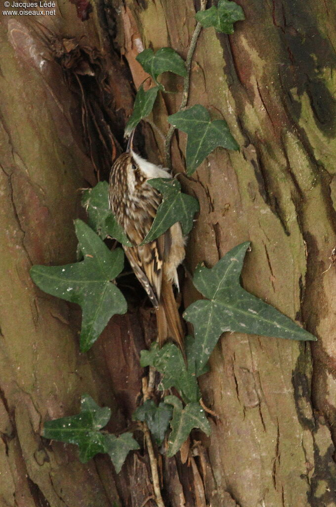 Short-toed Treecreeper