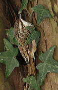 Short-toed Treecreeper