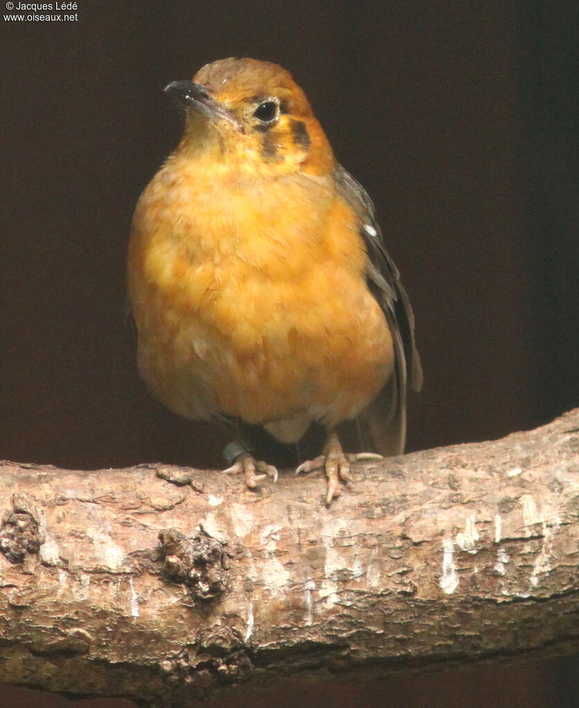 Orange-headed Thrush