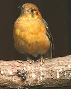 Orange-headed Thrush