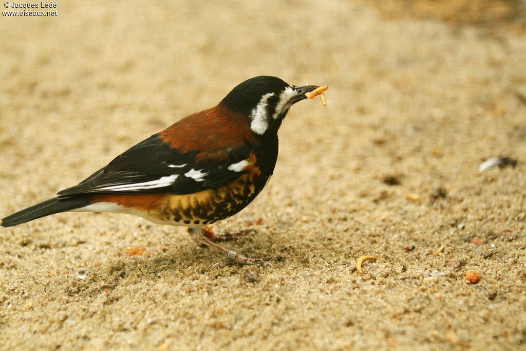 Chestnut-backed Thrush