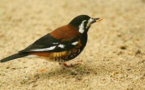 Chestnut-backed Thrush