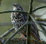 Mistle Thrush