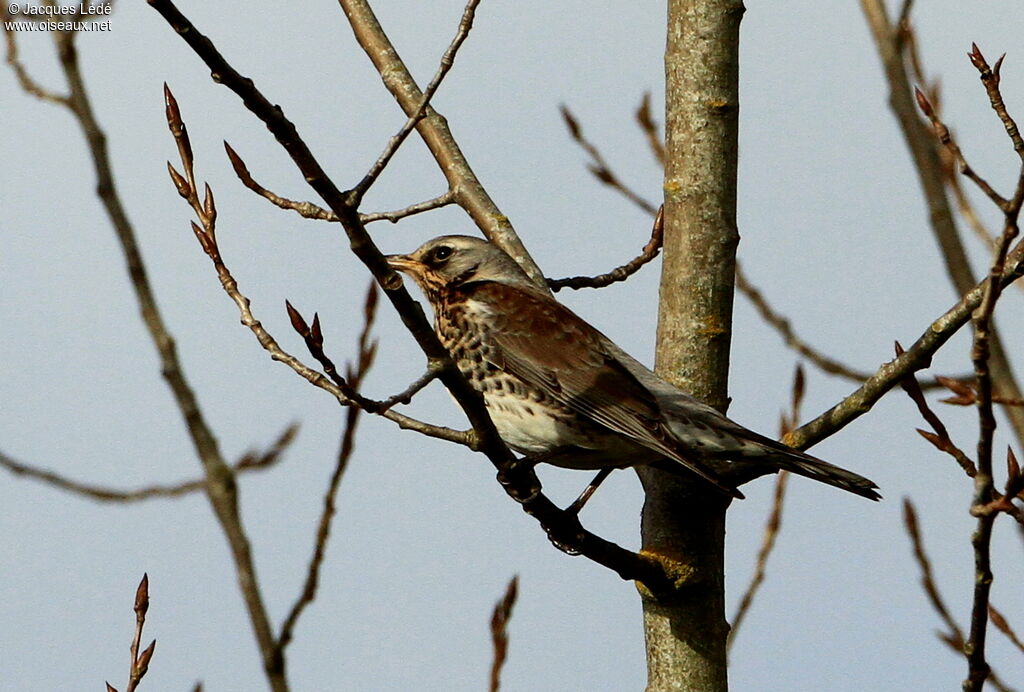 Fieldfare