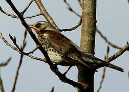 Fieldfare