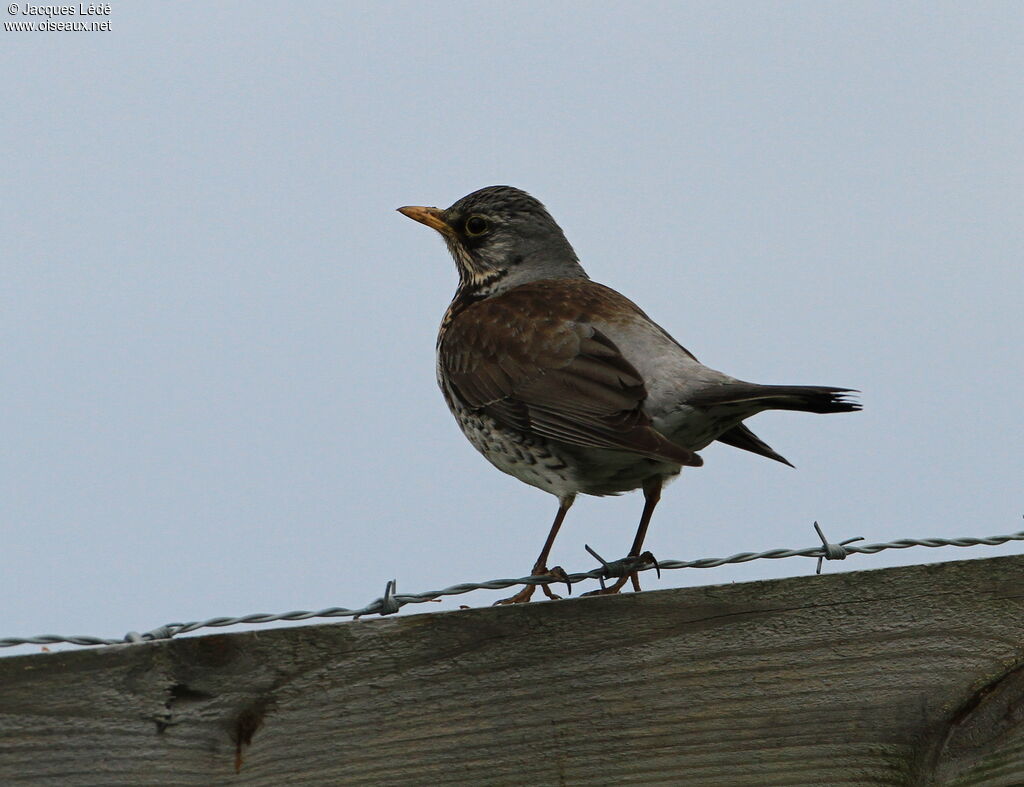 Fieldfare