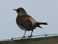 Fieldfare