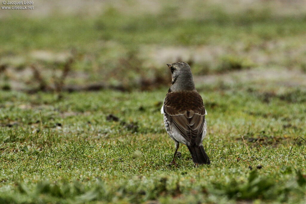 Fieldfare