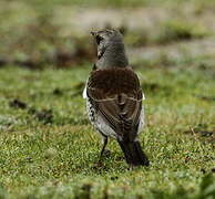 Fieldfare