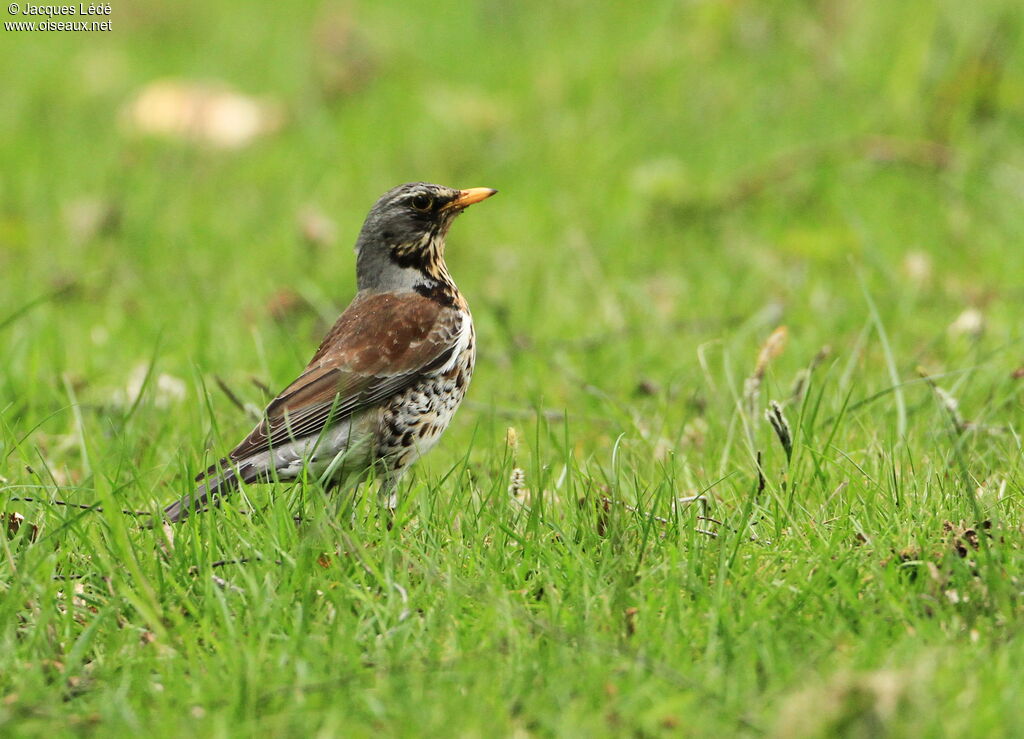 Fieldfare