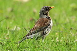 Fieldfare