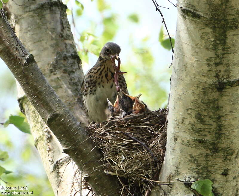 Fieldfare, Reproduction-nesting