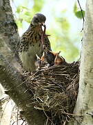 Fieldfare