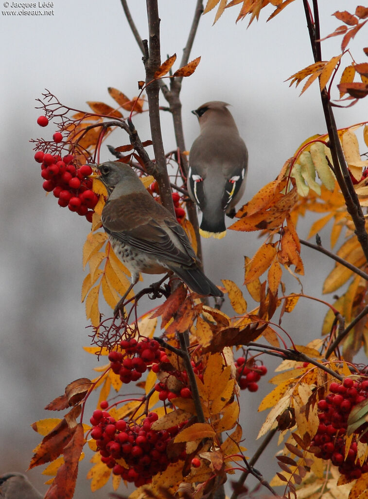 Fieldfare