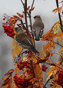 Fieldfare